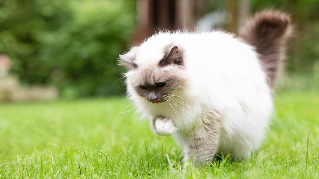 Hairballs in store cats not eating